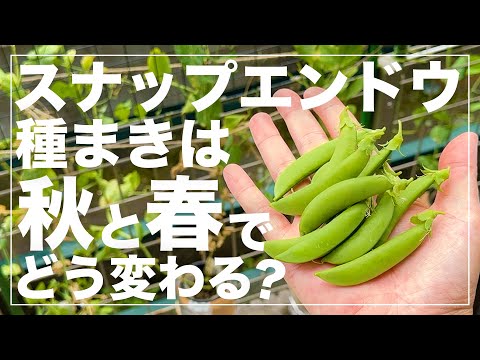 【驚きの結果に】ペットボトルでスナップエンドウを水耕栽培したら省スペースでも150本以上収穫出来ました！秋蒔きvs春蒔き