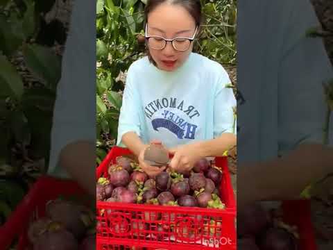 Sweet Mangosteen Straight From the Orchard 🍇🌿 #mangosteen #fruitfarm #harvesttime #shorts