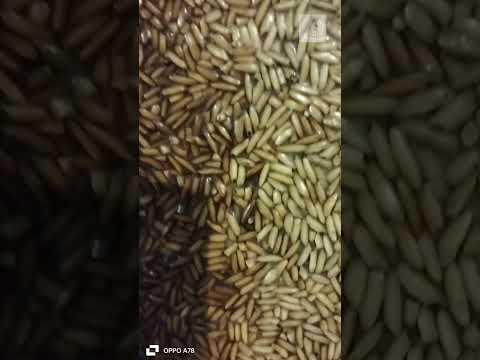 Most Beautiful Handicraft made with Rice. #music #deanlewis #handicrafts #beautiful