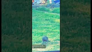 #short#viralshorts#shorts video#viral#canada#What#bird#is#this#youtubeshorts#hitthatsubscribebutton