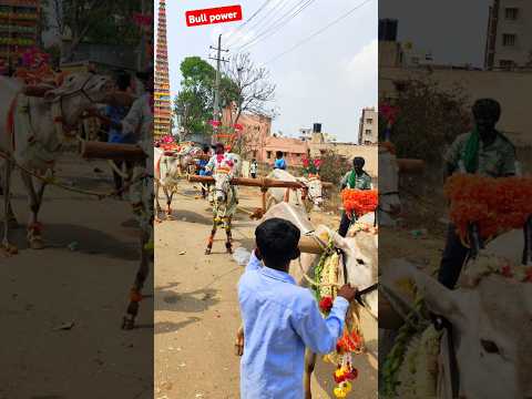 Young Boys and Bulls Pulling the Chariot at Huskur Jatre 2025🐂🎉 | Incredible Tradition! #HunsurJatre