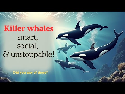 Why Killer Whales Are the Ocean’s Ultimate Bosses!? #amazingfacts #whale #killerwhales #thesea