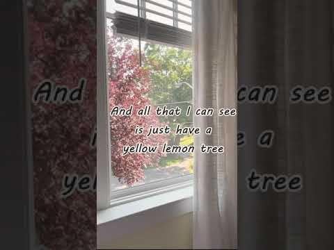 Lemon tree_cover.lie