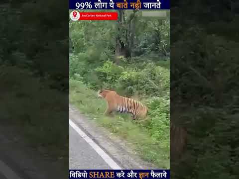 जिम कॉर्बेट में पर्यटकों की ओर लपका बाघ#jimcorbett #JimCorbettNationalPark