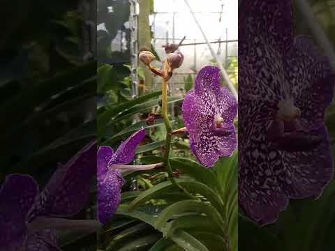 #AngLakiNito #flower #vanda