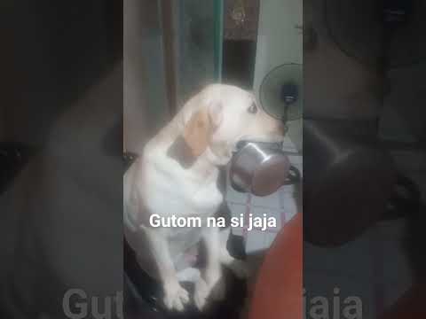 gutom na daw si jaja#dog