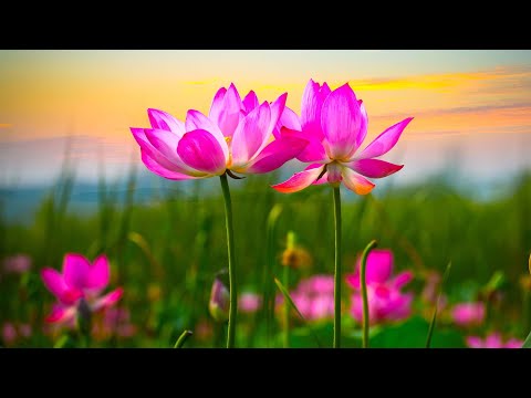 Beautiful Relaxing Hymns, Peaceful Instrumental Music, "Awaking Spring" by Tim Janis