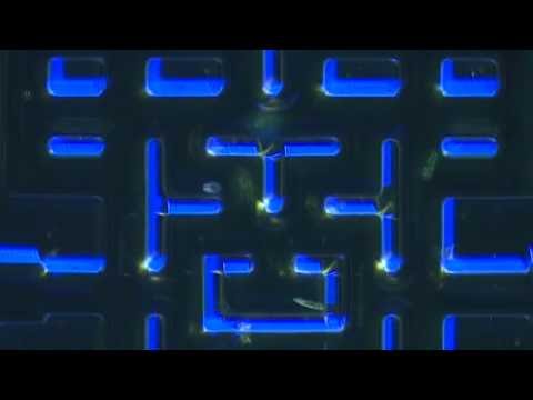 Microscopic Pacman Ft. The Faceless