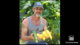 Raised bed update growing perfect organic vegetables #garden #vegetables #growth 