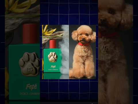 most expensive perfume for pets 🤯 #youtubeshorts #perfume  #dg #fefeperfume#expensivelife #facts