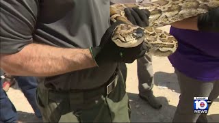 It's Florida Python challenge time! Volunteers are welcome