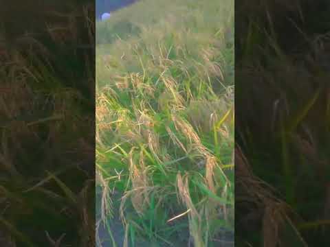 #ricefarming#desistyle#jab rice🌾 puk jata hai to ase cut krke rakhte sokhne k liye🌞#gaami_lifestyle
