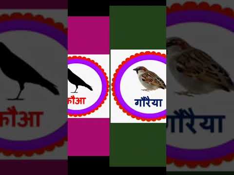 #Childlearnkids #learningofficail
पक्षियों के नाम व उनकी फोटो #short