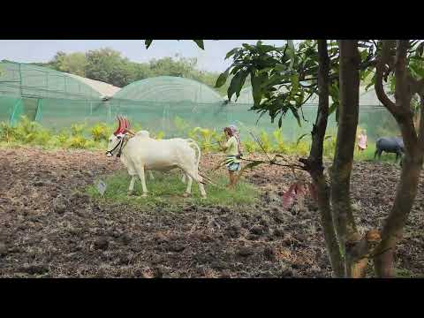 कणेरी मठ | कण्हेरी मठ | kaneri math | kanheri matha | kolhapur | siddhagiri museum