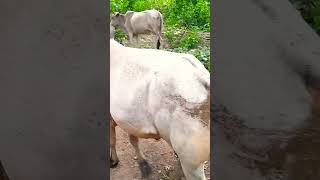 Nandi Bail Bull video Nandi bail Dei video bholenath Nandi status#viral#video #nandibull