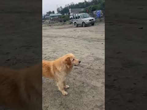 ghandruk village travelling vlog with friends