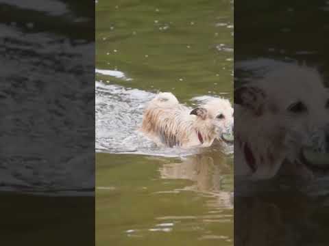 Why Dogs Love Swimming? #dogs #shorts