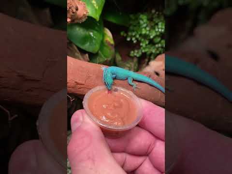 My *RARE* Electric Blue Day Geckos!! *ENDANGERED* #shorts