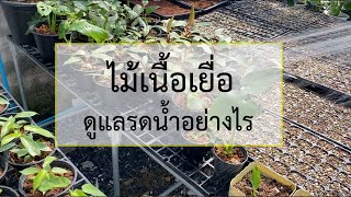 ย้ายไม้เนื้อเยื่อ จากถุงอบ ลงกระถาง แล้ว เราจะดูแล รดน้ำ ไม้เนื้อเยื่อ ที่ย้ายลงกระถางแล้วอย่างไร