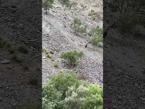 Markhor #lovesong #cute #meandmybrokenheartlyrics #cutebaby #love #automobile #unfrezzmyaccount