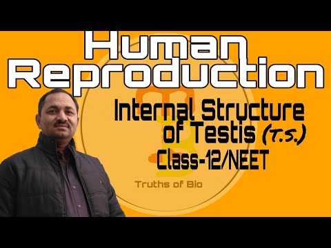 Transverse Section (T.S.) of Testis, Human Reproduction class-12/NEET BY:R.M.Shukla Sir