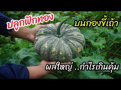 ปลูกฟักทองบนกองขี้เถ้า ติดผลดก โตไว ได้ผลผลิตสูง