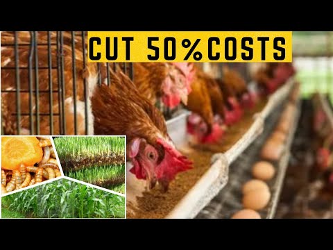 9 tips on how to reduce the cost of chicken feeds #tips #poultryfarming