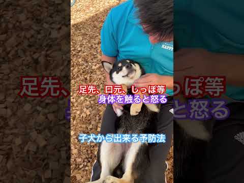 説明欄見てね！身体を触ると怒る、、子犬の頃から出来る予防法 #犬のしつけ #dog #ドッグトレーニング