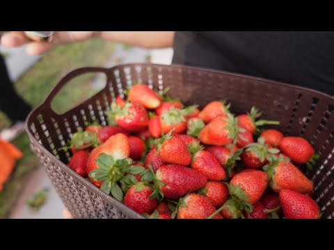 EPISODE - 07 PLUCKING STRAWBERRIES AND MULBERRIES at Ookabi Farm, Manipur. #familyvlogs