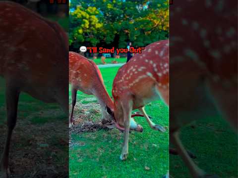 Nara Deers Japan 23/7/2024 奈良の鹿　奈良公園