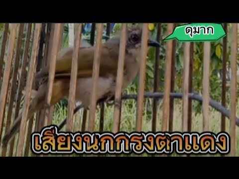 นกกรงตาเเดง ร้องเพลงยาวมากครับทุกคน!!