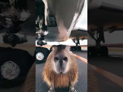 Capybara Airplane Ready for Takeoff! #capybara