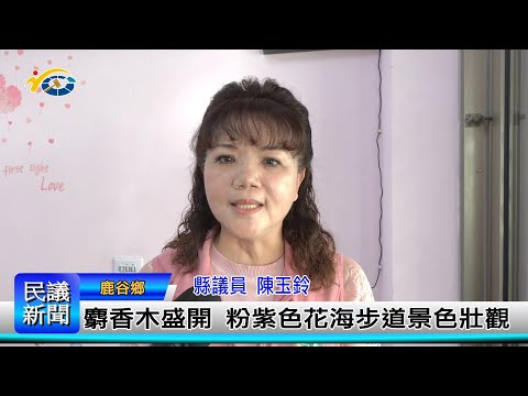 1140307 南投縣議會 民議新聞 麝香木盛開 粉紫色花海步道景色壯觀(縣議員 陳玉鈴)