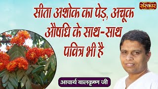 सीता अशोक का पेड़, अचूक औषधि के साथ-साथ पवित्र भी है | Ashok Ke Ped Ke Fayde Acharya Balkrishna Ji