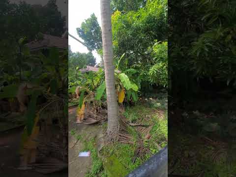 Plot for sale #kozhikode  #propertyforsaleinkerala #home #property #realestate #malappuram #land