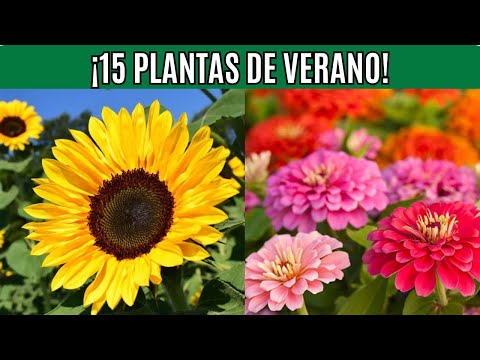 15 PLANTAS que AMAN el VERANO para PRINCIPIANTES, crecen rápido y dejan su casa hermosa!