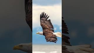 Eagle keep following the old man #youtubestory