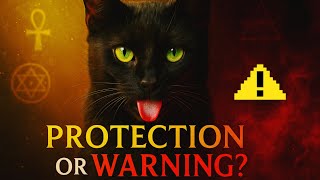 Ancient Beliefs About Cats Licking Humans – Protection or Warning?|Cats Lick |The Superstition Cat's