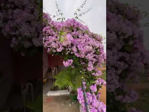 My sister's home gardening  #shorts#like#share#subscribe