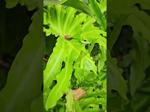 Nature Love  #naturelovers #trees #plants #moonsoon #kerala #pov  #calicut #ramantakurra  #malapuram