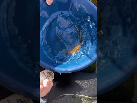 Crunchy gold nuggets again 😎 #gold #goldpanning #goldprospecting #goldrush #goldpanninguk