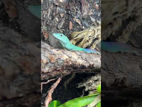 Rare Turquoise Blue Lizards From Jamaica! *BEAUTIFUL* #shorts #animals #reptiles #science