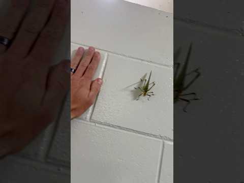 When you use the bathroom in Australia. 🇦🇺 🐛 🐜🦎