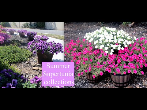 എന്റെ Supertunia flower gardening - Summer 2021- San Jose CA #kerala #usamalayali #californiagarden