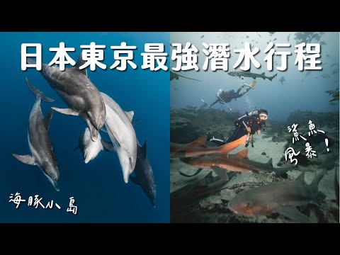 【日本潛水】東京可以潛水？日本最強潛水行程！一次看鯊魚風暴、跟海豚共游