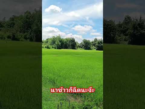 นาข้าวเขียวขจี #djit30 #โดรน #โดรนการเกษตร #farming #djit40 #drone