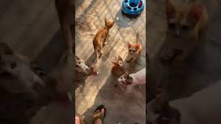 Kitten play time #kittenplay #catvideos #tinykitten