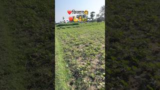 किसान 🧑‍🌾 ❤️. #kisanvlogs #plzsupport #supportmychannel #shortsyoutube #kisanshorts #shorts