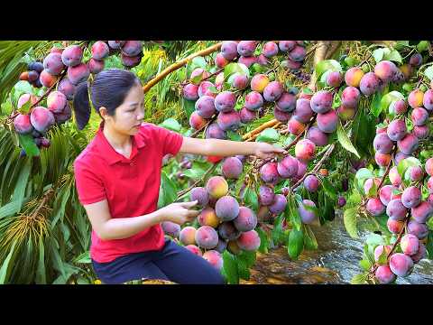 Harvesting 1000 + Purple Plum Forest On The Mountain To Sell At Market | Tieu Ca - Free Bushcraft