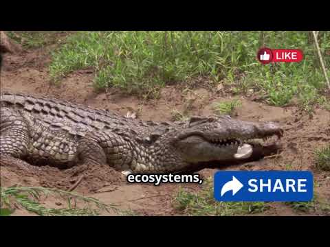 Deadliest and Most Dangerous Animals in the World | Avery Bliss